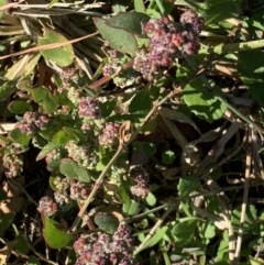 Chenopodium glaucum (Glaucous Goosefoot) at Parkes, ACT - 14 May 2019 by JanetRussell