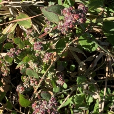 Chenopodium glaucum (Glaucous Goosefoot) at Parkes, ACT - 14 May 2019 by JanetRussell