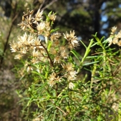 Cassinia quinquefaria (Rosemary Cassinia) at Acton, ACT - 22 May 2019 by JanetRussell