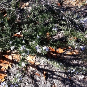 Rosmarinus officinalis at Hughes, ACT - 15 May 2019