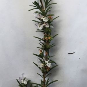 Rosmarinus officinalis at Hughes, ACT - 15 May 2019 10:00 AM