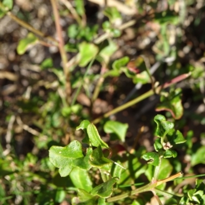 Einadia hastata (Berry Saltbush) at Acton, ACT - 22 May 2019 by JanetRussell