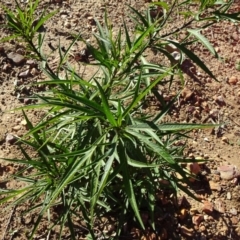 Solanum aviculare (Kangaroo Apple) at Acton, ACT - 22 May 2019 by JanetRussell