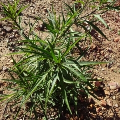 Solanum aviculare (Kangaroo Apple) at ANBG South Annex - 21 May 2019 by JanetRussell