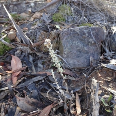 Chrysocephalum apiculatum (Common Everlasting) at ANBG South Annex - 22 May 2019 by JanetRussell