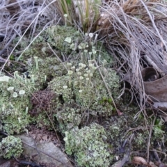 Cladonia sp. (Cup Lichen) at Acton, ACT - 22 May 2019 by JanetRussell