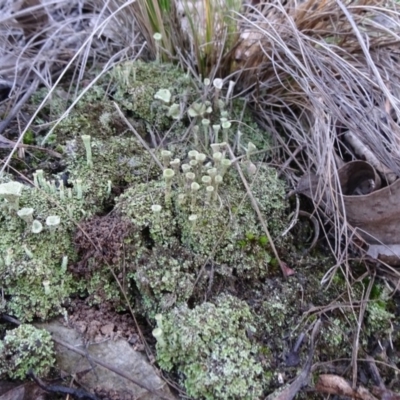 Cladonia sp. (genus) (Cup Lichen) at ANBG South Annex - 22 May 2019 by JanetRussell