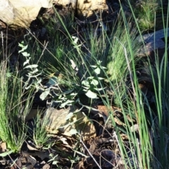 Veronica perfoliata (Digger's Speedwell) at ANBG South Annex - 22 May 2019 by JanetRussell