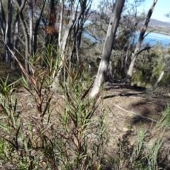 Stypandra glauca (Nodding Blue Lily) at Acton, ACT - 22 May 2019 by JanetRussell