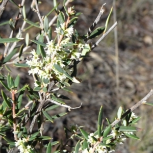 Monotoca scoparia at Acton, ACT - 22 May 2019 12:21 PM