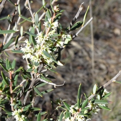 Monotoca scoparia (Broom Heath) at ANBG South Annex - 22 May 2019 by JanetRussell