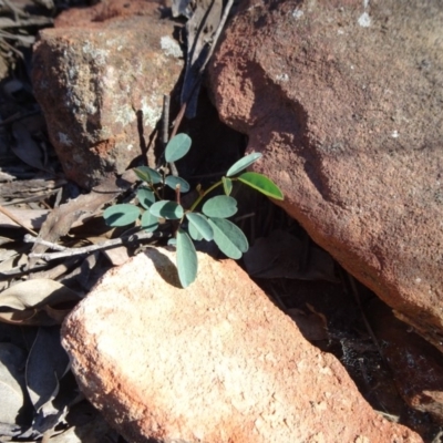 Indigofera australis subsp. australis (Australian Indigo) at ANBG South Annex - 22 May 2019 by JanetRussell