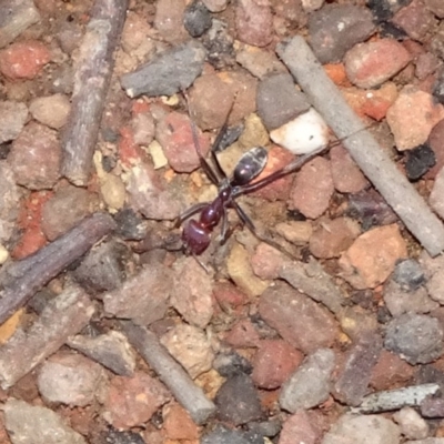 Iridomyrmex purpureus (Meat Ant) at Hackett, ACT - 22 May 2019 by JanetRussell