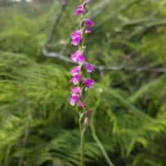 Spiranthes australis (Austral Ladies Tresses) at Wingecarribee Local Government Area - 24 Feb 2019 by AliciaKaylock