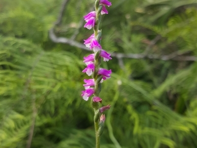 Spiranthes australis (Austral Ladies Tresses) at Penrose, NSW - 24 Feb 2019 by AliciaKaylock