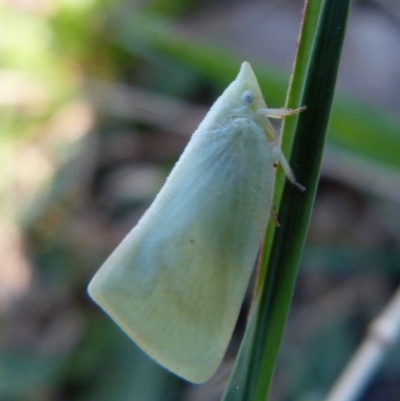 Colgaroides acuminata (Leaf hopper) at Sanctuary Point, NSW - 5 Nov 2016 by christinemrigg