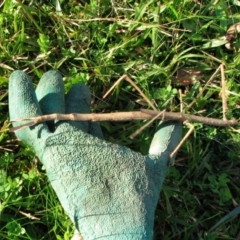 Ctenomorpha marginipennis (Margin-winged stick insect) at Woollamia, NSW - 20 May 2012 by christinemrigg