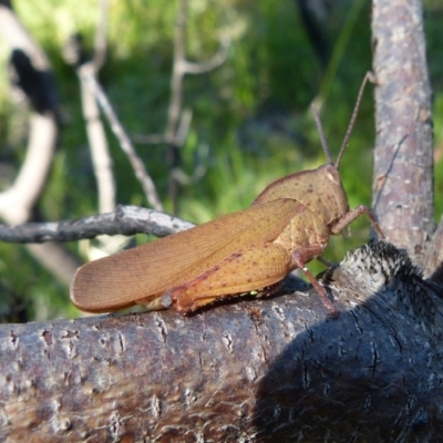 Goniaea australasiae (Gumleaf grasshopper) at Sanctuary Point - Basin Walking Track Bushcare - 24 Dec 2018 by christinemrigg