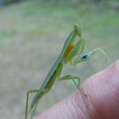 Orthodera ministralis (Green Mantid) at Woollamia, NSW - 14 Feb 2014 by christinemrigg