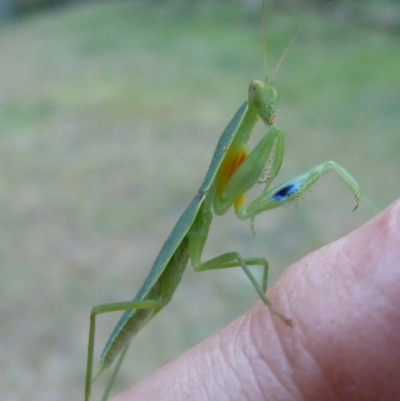 Orthodera ministralis (Green Mantid) at Woollamia, NSW - 14 Feb 2014 by christinemrigg