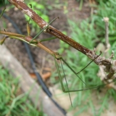 Didymuria violescens (Spur-legged stick insect) at Sanctuary Point, NSW - 5 Jan 2011 by christinemrigg