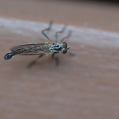 Cerdistus sp. (genus) (Yellow Slender Robber Fly) at QPRC LGA - 14 Nov 2018 by natureguy