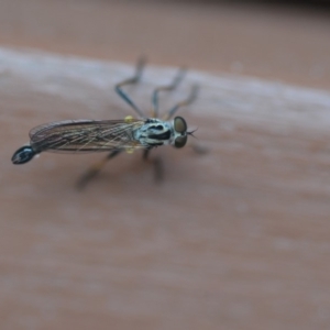 Cerdistus sp. (genus) at Wamboin, NSW - 14 Nov 2018 09:11 PM