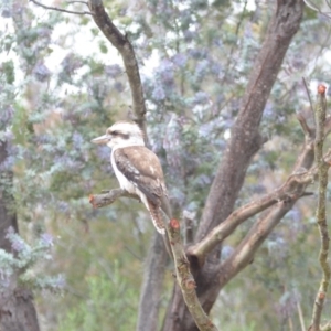 Dacelo novaeguineae at Wamboin, NSW - 15 Nov 2018