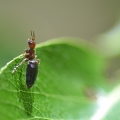 Tiphiidae (family) (Unidentified Smooth flower wasp) at QPRC LGA - 16 Nov 2018 by natureguy