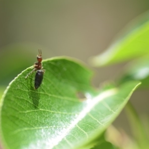 Tiphiidae (family) at Wamboin, NSW - 16 Nov 2018