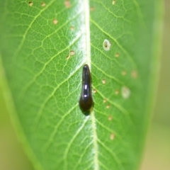 Caliroa cerasi (Cherry Slug Sawfly, Pear and Cherry Slug, Pear and Cherry Sawfly) at Wamboin, NSW - 16 Nov 2018 by natureguy