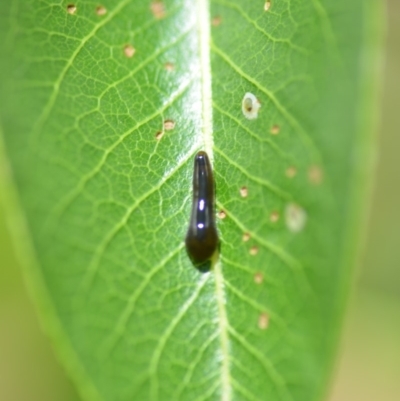 Caliroa cerasi (Pear and cherry slug) at Wamboin, NSW - 16 Nov 2018 by natureguy