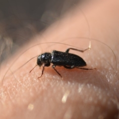 Cleridae sp. (family) (Checkered beetle) at QPRC LGA - 20 Nov 2018 by natureguy