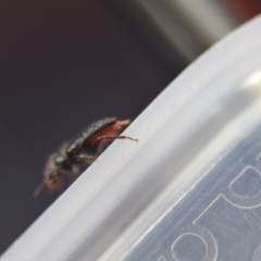 Cleridae sp. (family) at Wamboin, NSW - 20 Nov 2018 07:31 PM