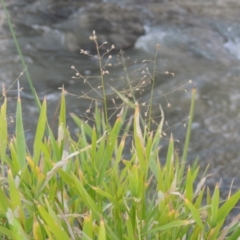 Isachne globosa (Swamp Millet) at Point Hut to Tharwa - 3 Apr 2019 by michaelb