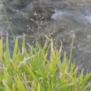 Isachne globosa at Tuggeranong DC, ACT - 3 Apr 2019