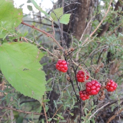 Rubus anglocandicans (Blackberry) at Tuggeranong DC, ACT - 3 Apr 2019 by michaelb