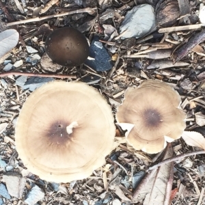 Oudemansiella gigaspora group at Hughes, ACT - 23 May 2019 09:00 AM