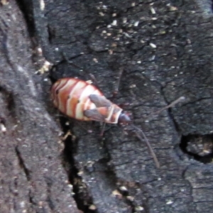 Dysdercus sidae at Hackett, ACT - 21 May 2019