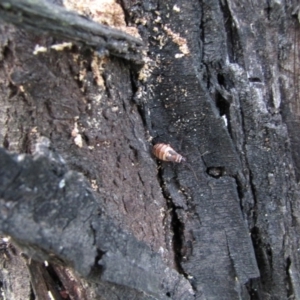 Dysdercus sidae at Hackett, ACT - 21 May 2019 12:15 PM