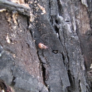 Dysdercus sidae at Hackett, ACT - 21 May 2019 12:15 PM