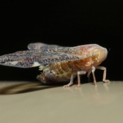 Scolypopa australis (Passionvine hopper, Fluffy bum) at Acton, ACT - 16 May 2019 by TimL