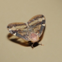 Scolypopa australis at Acton, ACT - 16 May 2019