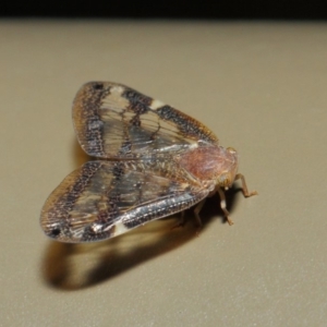 Scolypopa australis at Acton, ACT - 16 May 2019