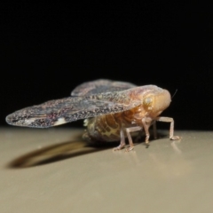 Scolypopa australis at Acton, ACT - 16 May 2019