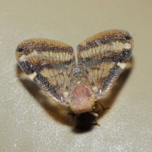 Scolypopa australis at Acton, ACT - 16 May 2019