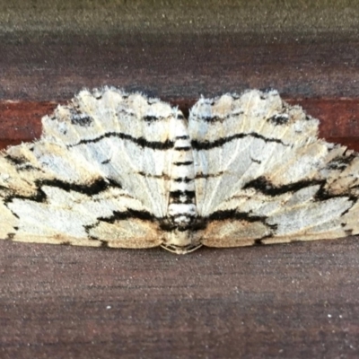 Lepidoptera unclassified ADULT moth (Unidentified - Moth) at Black Range, NSW - 23 May 2019 by KMcCue