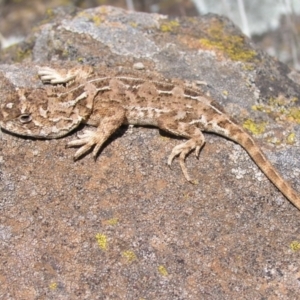 Tympanocryptis osbornei at Rock Flat, NSW - 9 May 2018