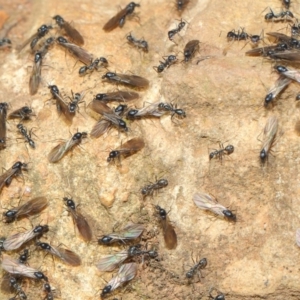 Iridomyrmex sp. (genus) at Hackett, ACT - 19 May 2019 01:45 PM