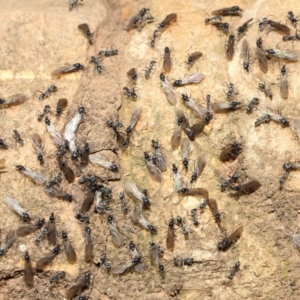 Iridomyrmex sp. (genus) at Hackett, ACT - 19 May 2019